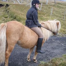 Færøsk hest Ljósi [Haft i pleje]