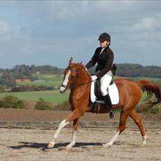 Anden særlig race Joep *SOLGT*