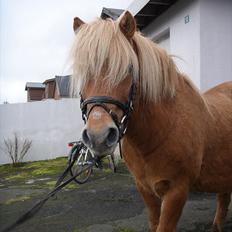 Færøsk hest Ljósi [Haft i pleje]