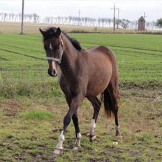 DSP Stidsbjergs Night Whisper