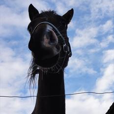 DSP Stidsbjergs Night Whisper