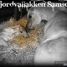 Fjordhest Boy (Samson) R.I.P