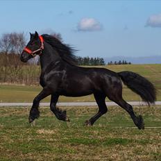 Frieser Baukje Van De Martini solgt