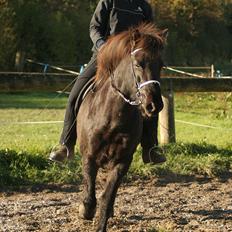 Islænder Húginn fra Gl. Essendrup
