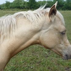 Palomino Araber:  Majidah solgt i 2014