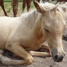 Palomino Araber:  Majidah solgt i 2014