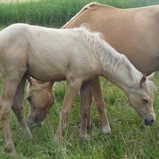 Palomino Araber:  Majidah solgt i 2014