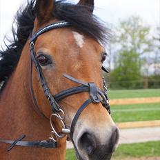 Anden særlig race Flying Coco