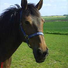 Anden særlig race Chiko * R.I.P *