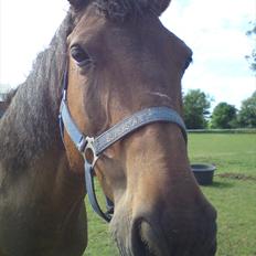 Anden særlig race Chiko * R.I.P *