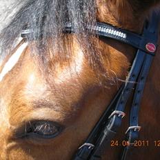 Dansk Varmblod Nygårds Brown Sugar