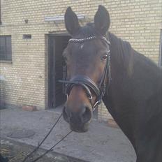 Trakehner SKOVBYGÅRDS GOLDSTERN