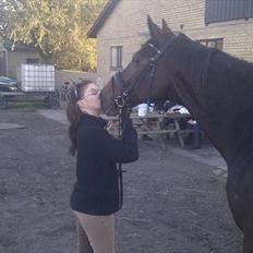 Trakehner SKOVBYGÅRDS GOLDSTERN