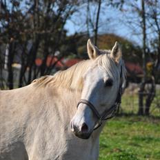 Frederiksborg Gulla fuglebjerg