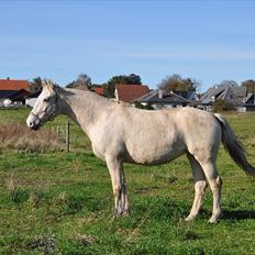 Frederiksborg Gulla fuglebjerg