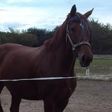 Dansk Varmblod Genua Lyngriis