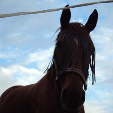 Dansk Varmblod Genua Lyngriis