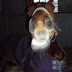 Dansk Varmblod Genua Lyngriis