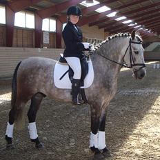 Hollandsk Sportspony MoonShine