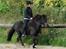 Islænder Húginn fra Gl. Essendrup - Tölt med hackamore. Foto: Ane Liv Berthelsen