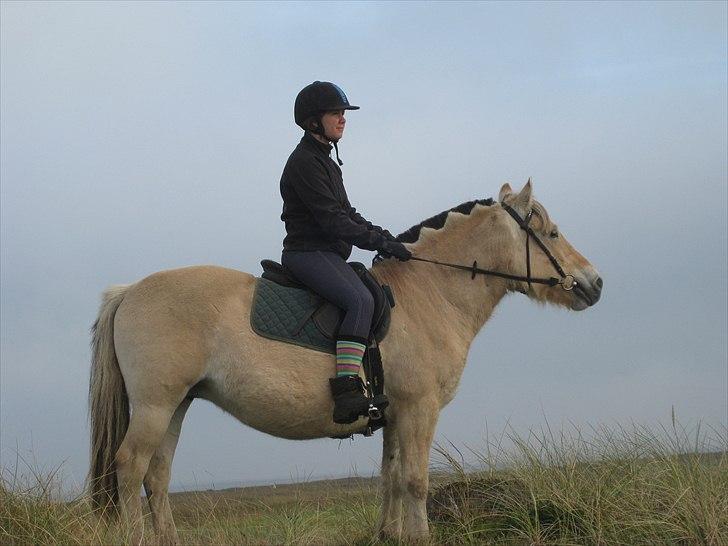 Fjordhest Galla Gudenå - Kigger ud over klitten :-D
Foto - Louise billede 10