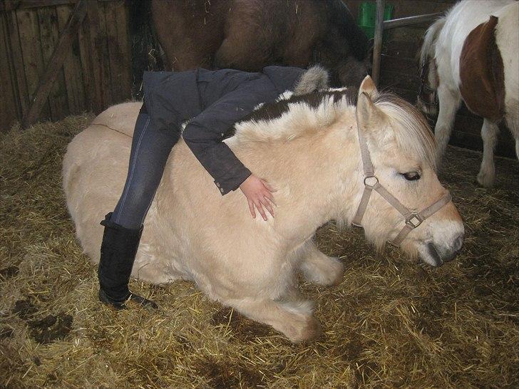 Fjordhest Galla Gudenå - En hyggestund, bare dig og mig. Elsker de øjeblikke <3
Foto - Kathrine billede 3