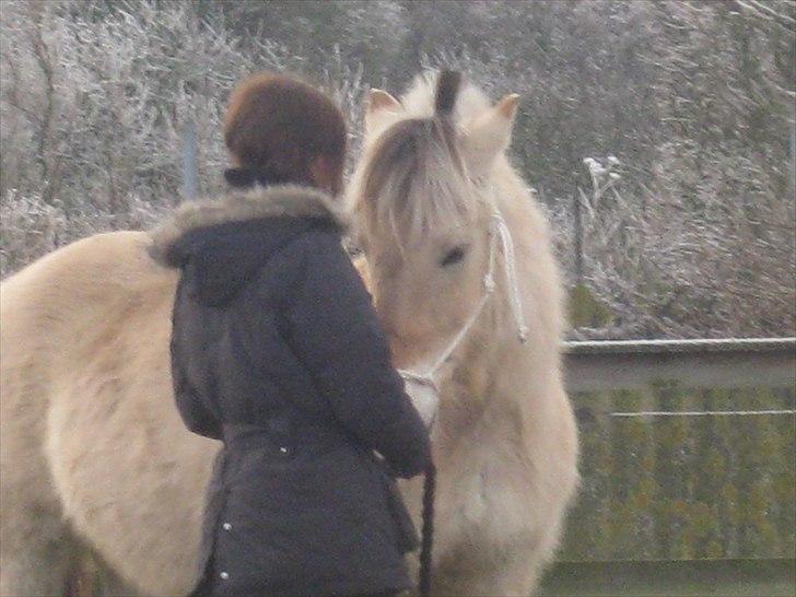 Fjordhest Galla Gudenå - Leg på ridebanen :-)
Foto - Kathrine billede 11