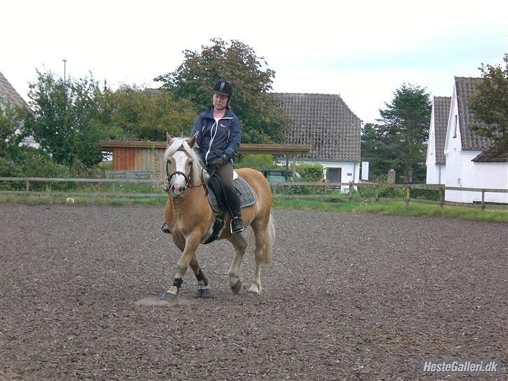 Haflinger MayBee + RIP + - Tina & Maybee billede 8