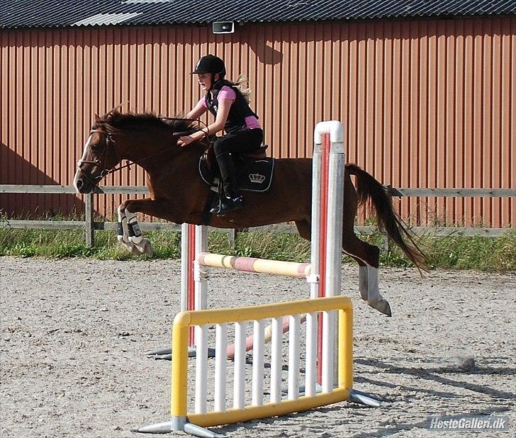 Hollandsk Sportspony Ainoa Van Uniken - Spring træning :-) billede 2