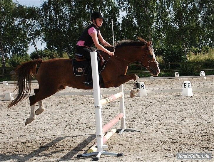 Hollandsk Sportspony Ainoa Van Uniken - spring trænning :) billede 4