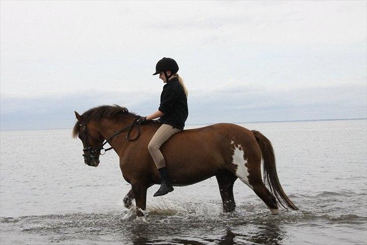 Hollandsk Sportspony Ainoa Van Uniken - Strandtur! :) billede 5