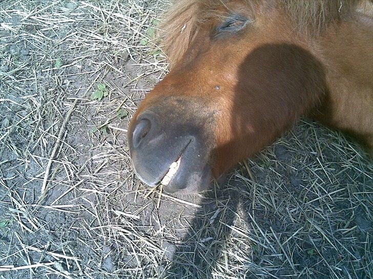 Islænder skölli - se mine fine tænder:-) billede 10