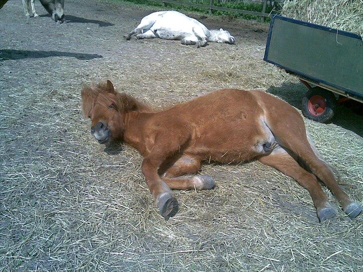Islænder skölli - hej Anne og Sille billede 11