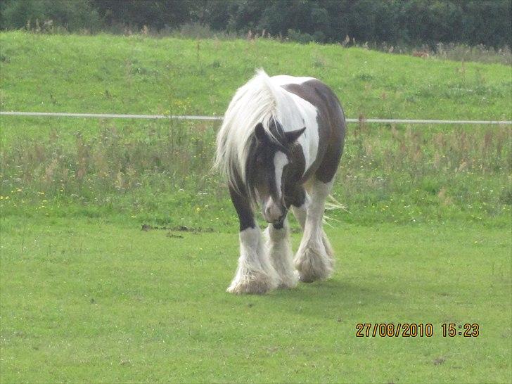 Irish Cob • Hero • billede 5