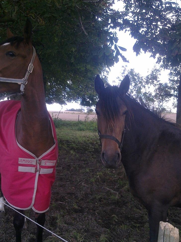 Anden særlig race Cavalina billede 11