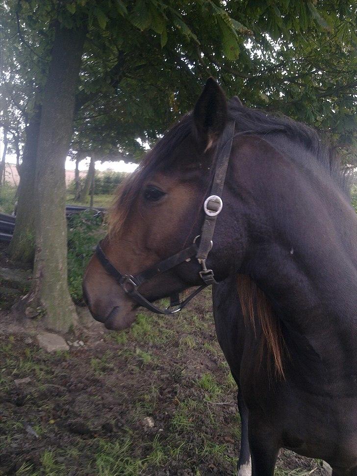 Anden særlig race Cavalina billede 12