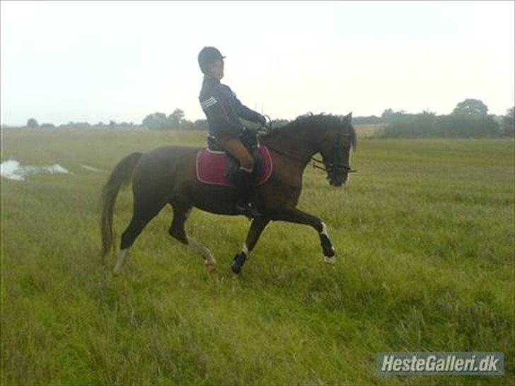 Hollandsk Sportspony Ainoa Van Uniken - Noa med sin tidligere pony-mor billede 20