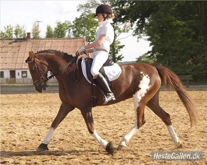 Hollandsk Sportspony Ainoa Van Uniken - Noa med sin tidligere pony-mor billede 6