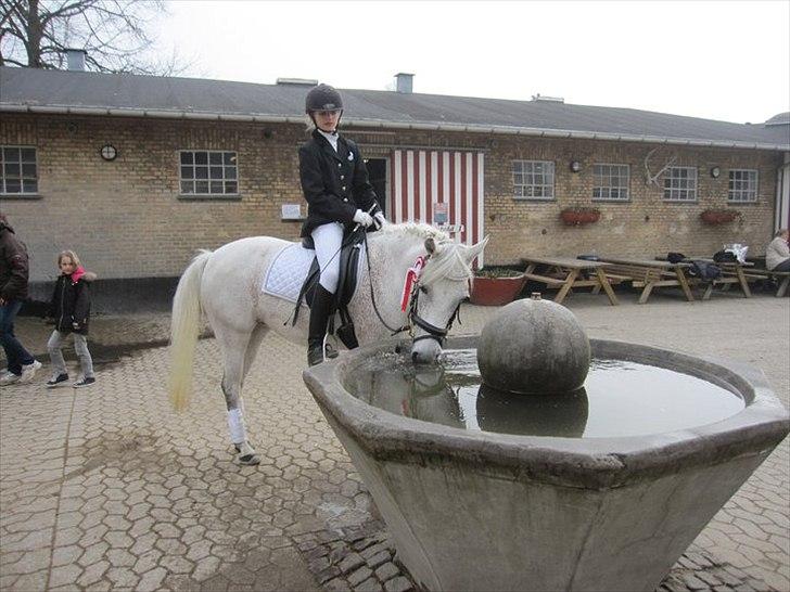 Anden særlig race Chapplin <3 Solgt :-( - Vandt på mattson!! billede 6