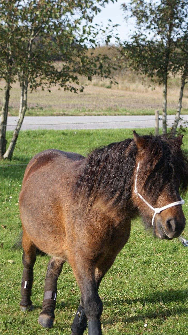 Anden særlig race Nørre Eskær´s Rambler - Nyt! Ja krøllerne stammer selvf fra feltninger der skal holde hans store man på hver sin side. Et forsøg på at gøre den mindre til lukket.. 14/10 2010 billede 8