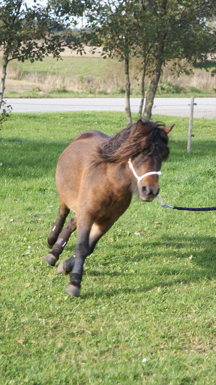 Anden særlig race Nørre Eskær´s Rambler - Nyt! Så er der fart på. Øver pt lidt overgange for at fin justere mine signaler..14/10 2010 billede 9