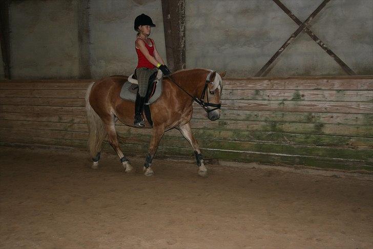 Haflinger Kiwi elghuset - Kiwi - du er sommer-tyk billede 14