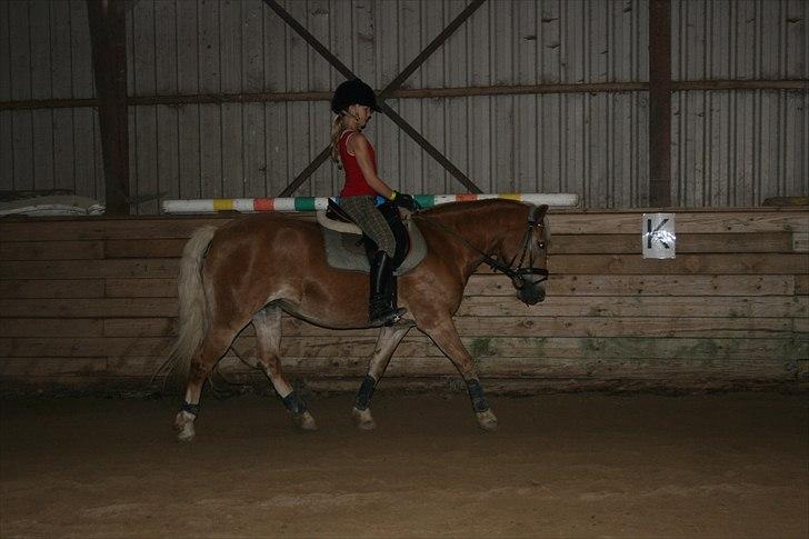 Haflinger Kiwi elghuset - Kiwi og Louise får undervisning billede 15