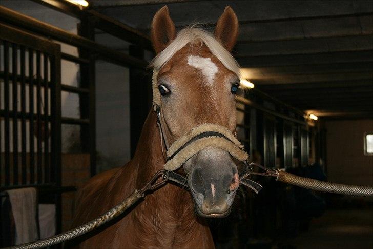 Haflinger Kiwi elghuset - Ja - Kiwi, det er hårdt at svede den der sommer-vom af! billede 16