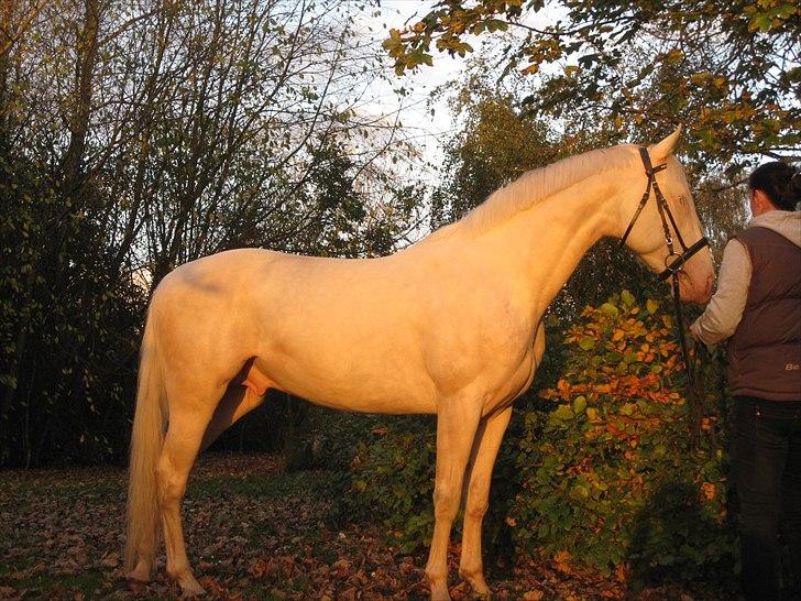 Palomino Kærgaardens Dom Perignon - I solnedgangen i sensommeren billede 13