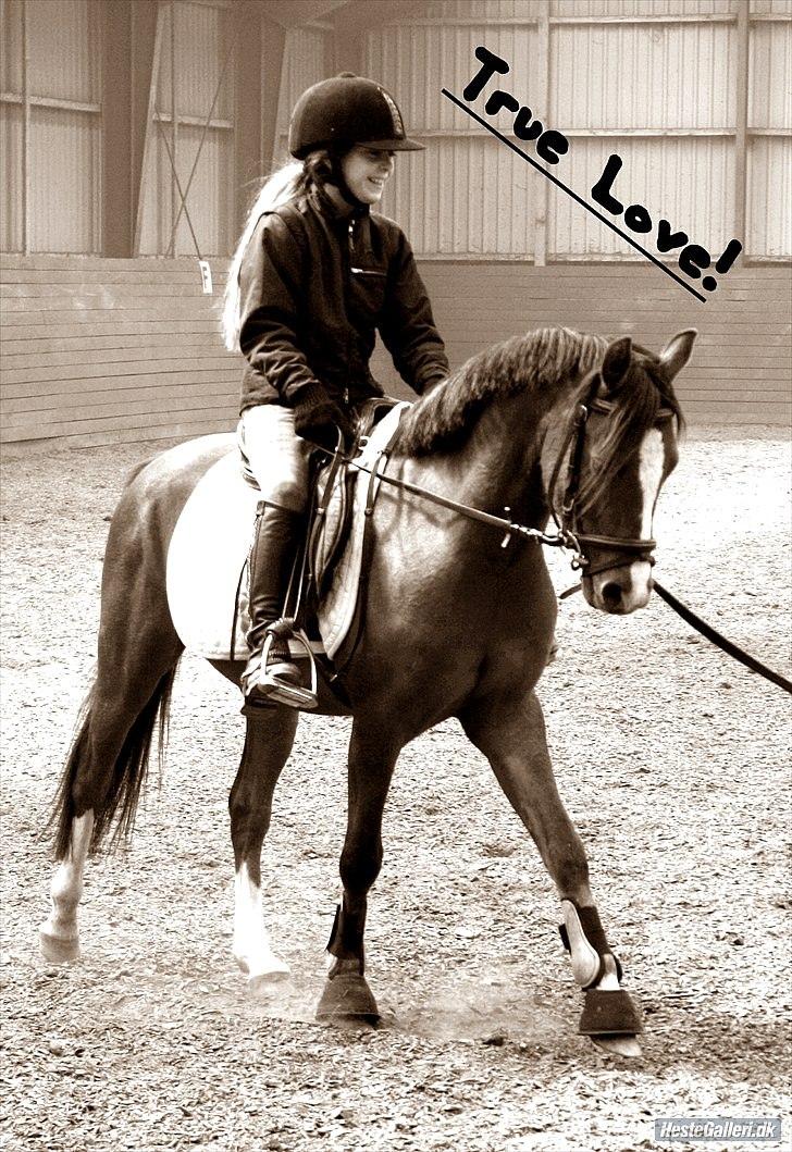 Welsh Pony af Cob-type (sec C) Don junior solgt :,( - den aller beste dag i mit liv hihi <3 billede 10