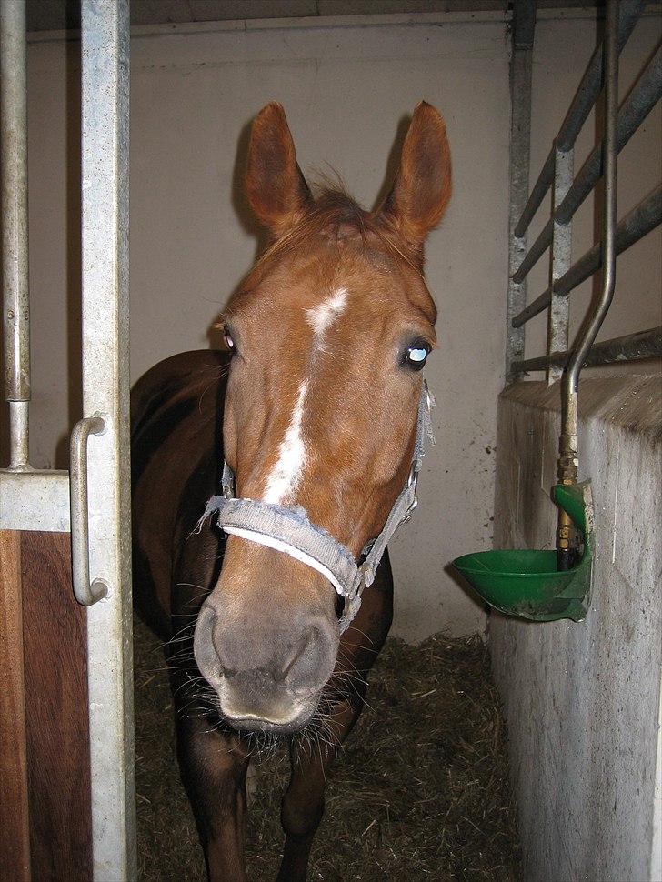 Anden særlig race Mira (Misty) - Mira står lige og kigger :)  billede 1