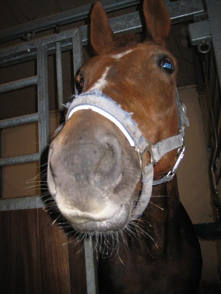 Anden særlig race Mira (Misty) - "kan jeg ikke få lov at spise den tingest du har i hånden?" :D billede 2