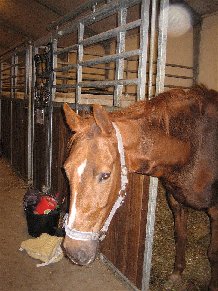 Anden særlig race Mira (Misty) billede 3