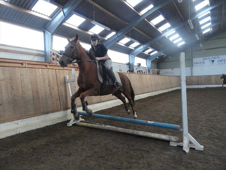 Anden særlig race Mira (Misty) - Vores første spring sammen :) Og det første spring hun sprang i en springtime på min rideskole <3 billede 4